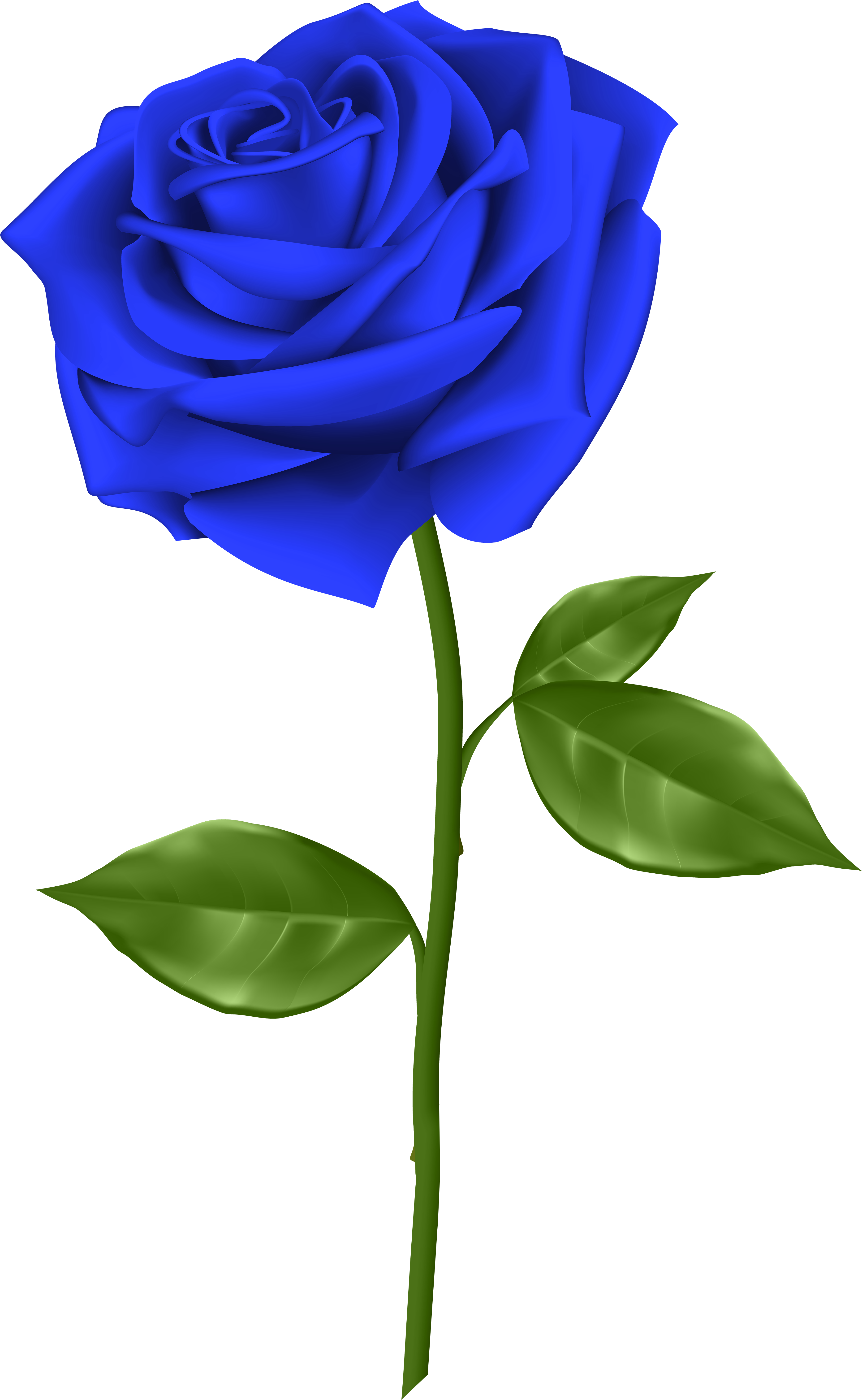 Svg Blue Rose Clipart - Blue Rose Png (3689x6000), Png Download