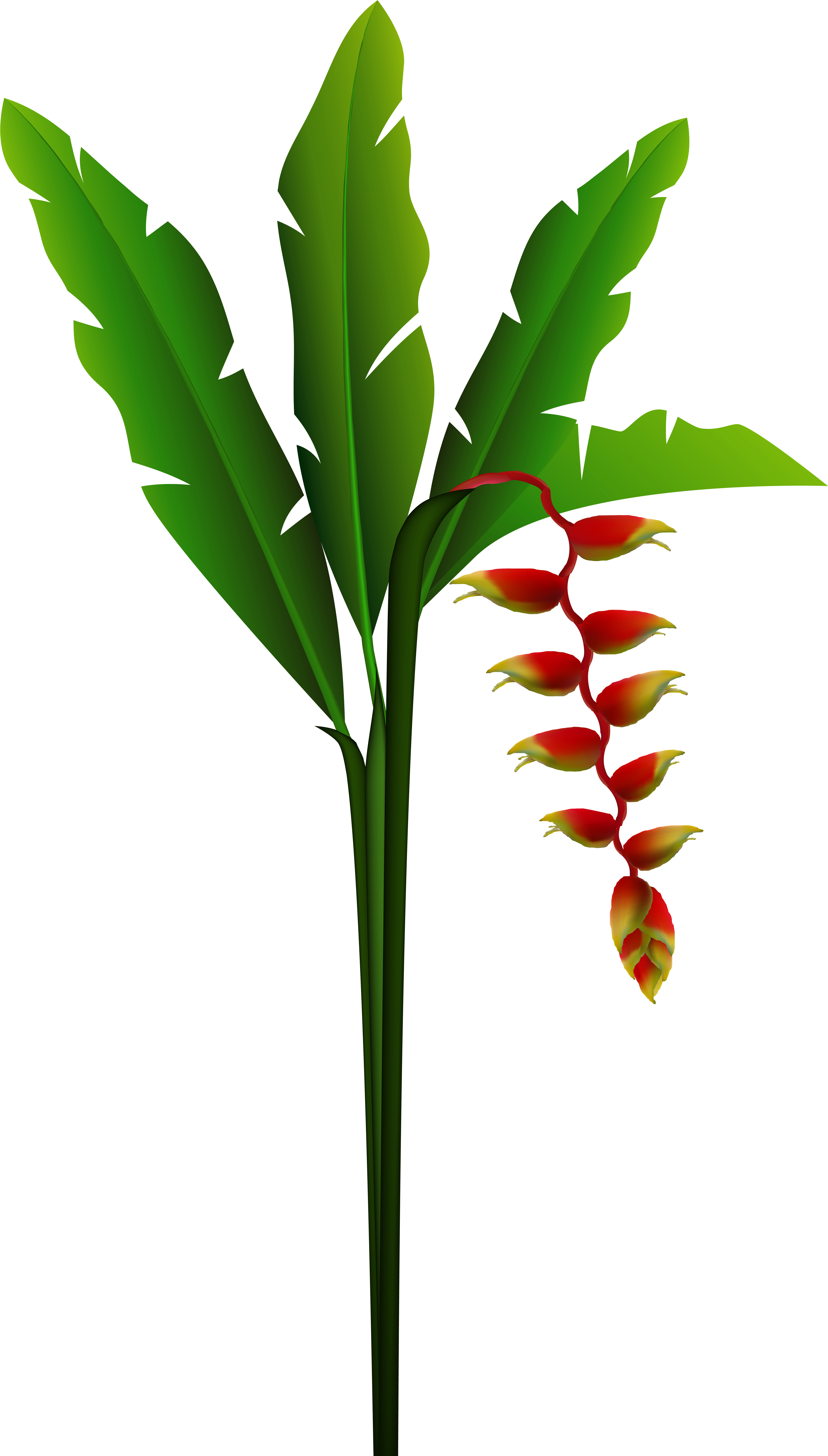 Clip Art (4666x8000), Png Download