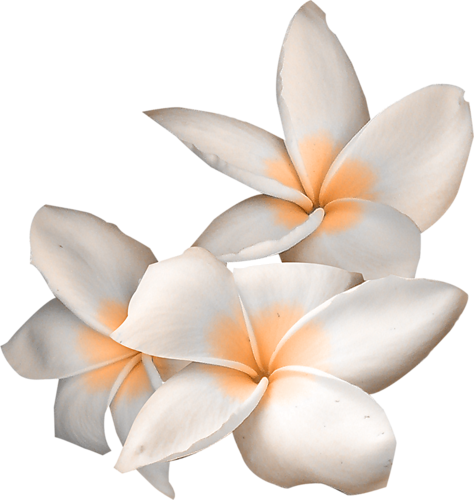 Visit - Flower (474x500), Png Download