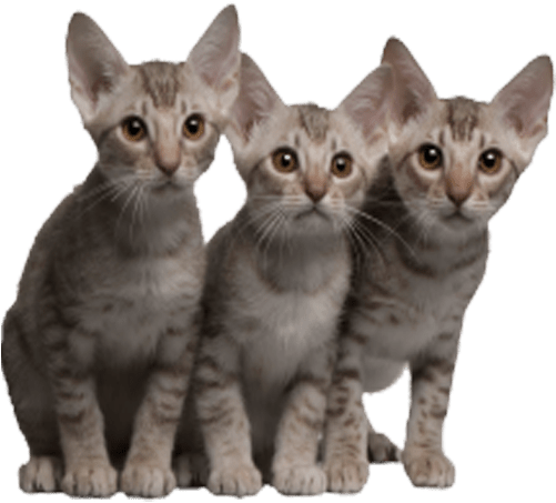 Cats Transparent Image Cat Images With Transparent - Ocicat (679x573), Png Download