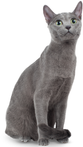Russian Blue Cat Png Transparent (480x480), Png Download
