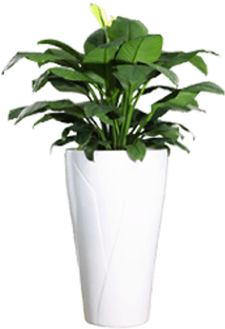 Plant Pot Png - Plant In Pot Png (500x500), Png Download