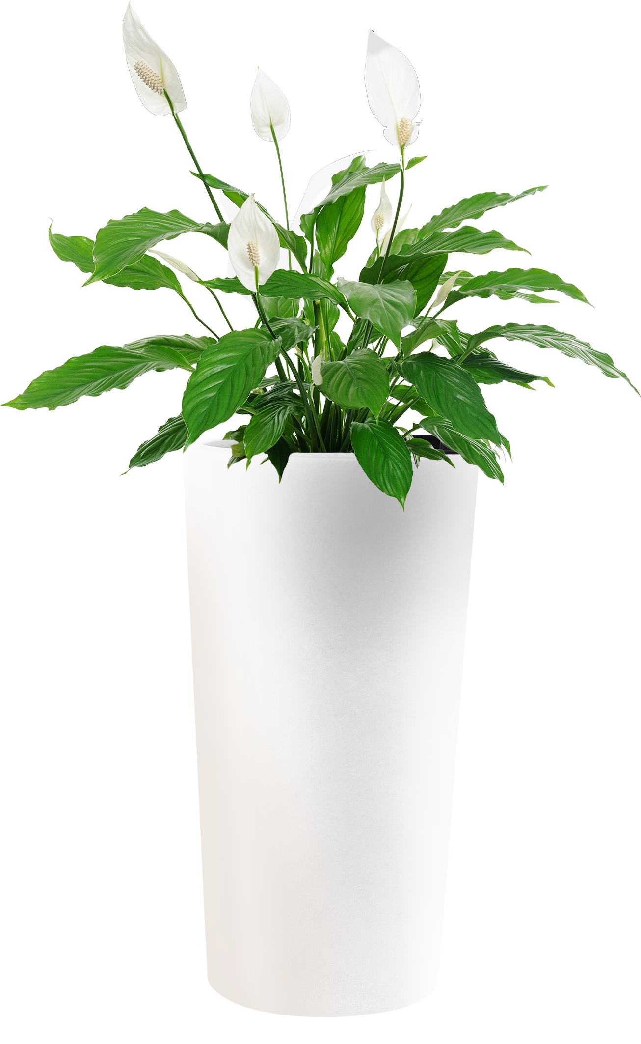 Model Png - Blooms Today Classic Peace Lily Plant | Flower Delivery (1972x2664), Png Download