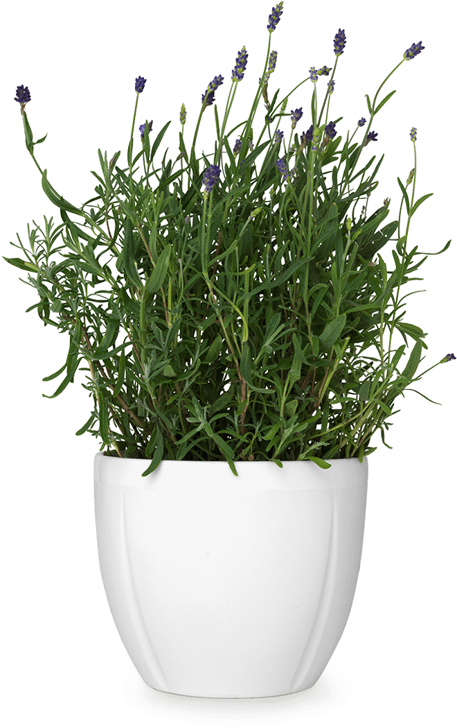 Download HD Flower Pot Png Transparent Flower Pot - Flower Plant Pot