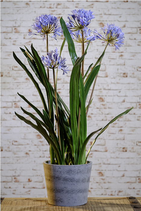 Blue Agapanthus In Grey Pot - Lily Of The Nile (700x700), Png Download