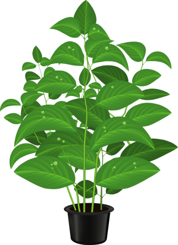 Drawn Pot Plant Clipart - Plants Clipart Png (363x500), Png Download