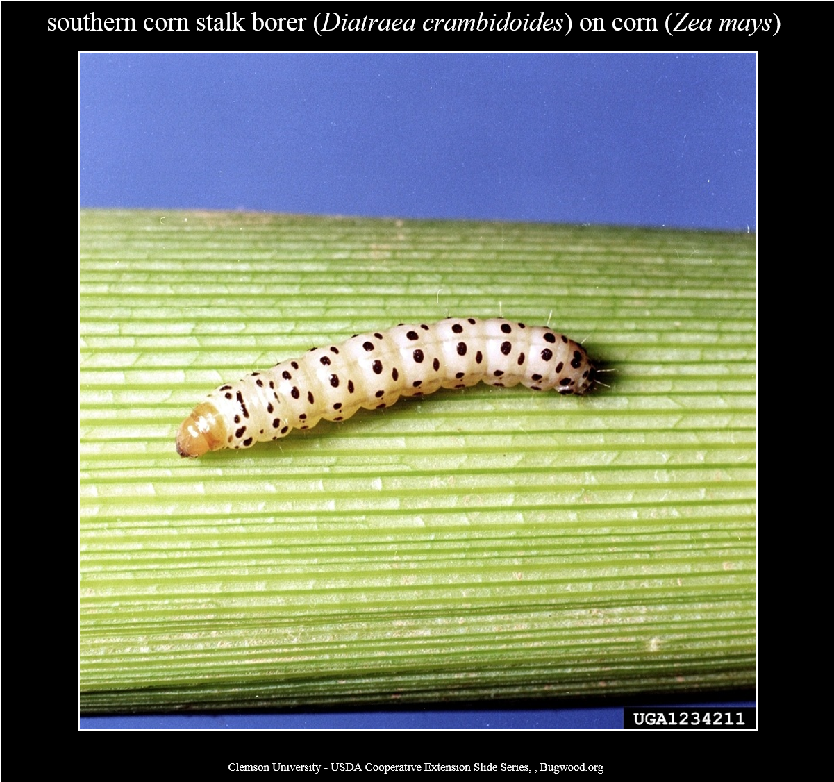 Southerncornstalkborer Larva 1 Commonstalkborer Larva - Stalk Borer (1500x1150), Png Download