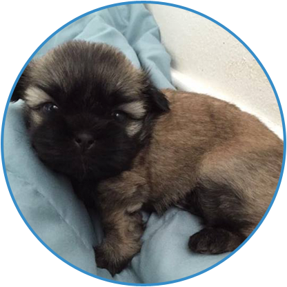 Puppy Laying In Bed - Estrela Mountain Dog (416x416), Png Download