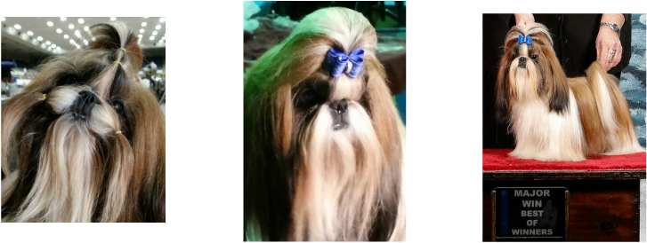 <a> Picture - Pekingese (727x274), Png Download
