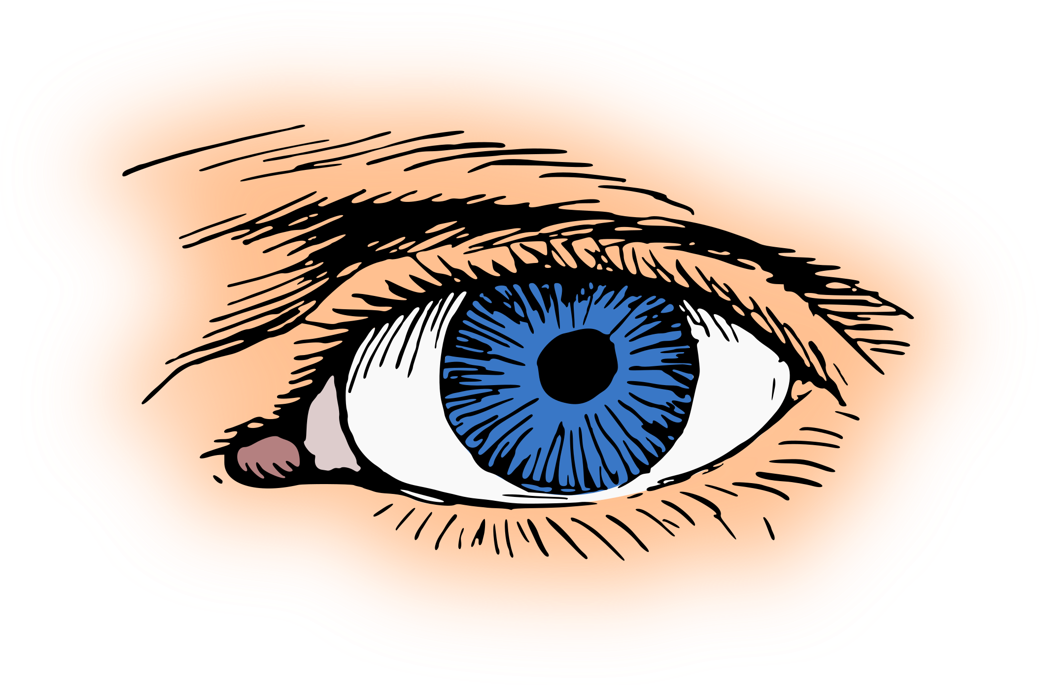 Eye Color Iris Pupil Visual Perception - Clip Art (1294x750), Png Download