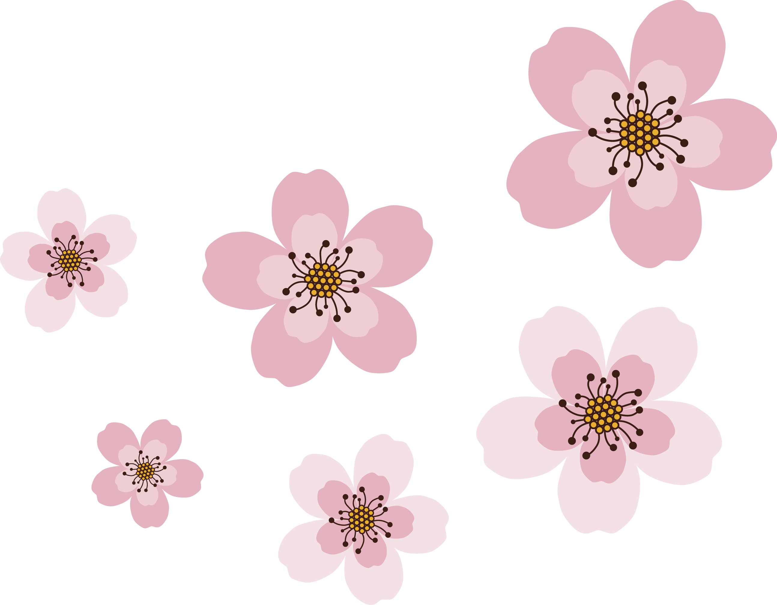 Sakura - Japanfest (2588x2016), Png Download