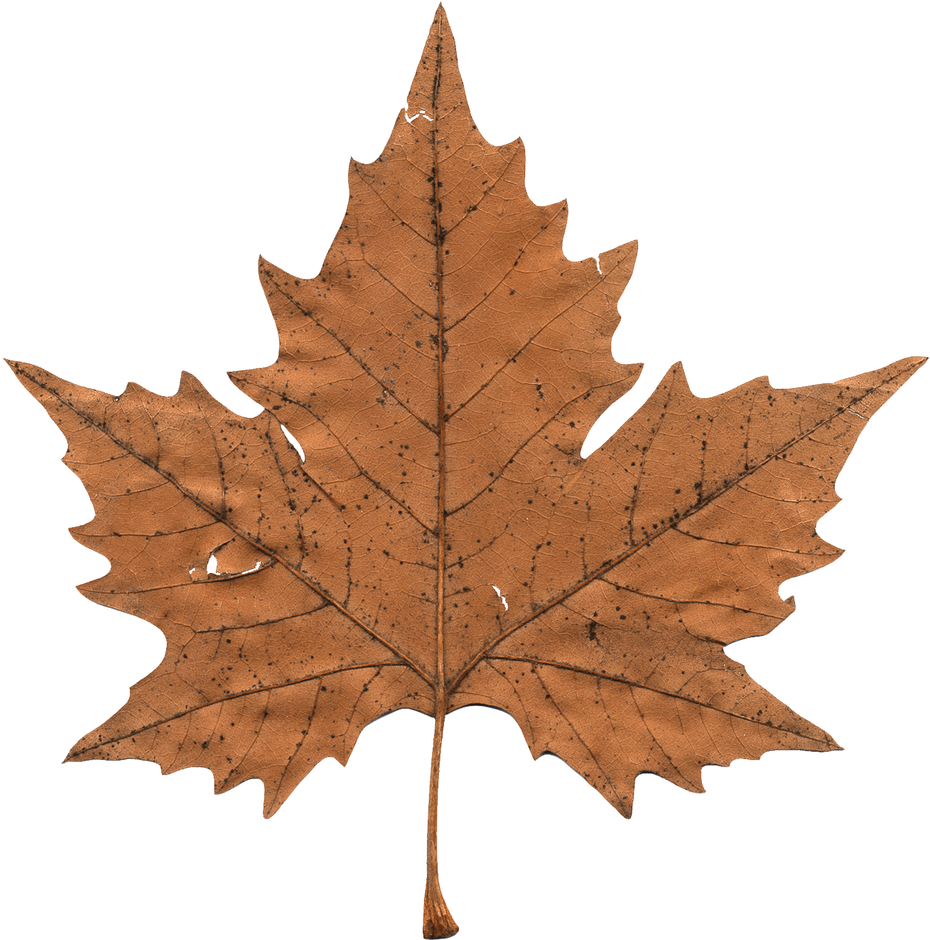Maple Leaf Png Transparent Image - Maple Leaf Png (500x510), Png Download