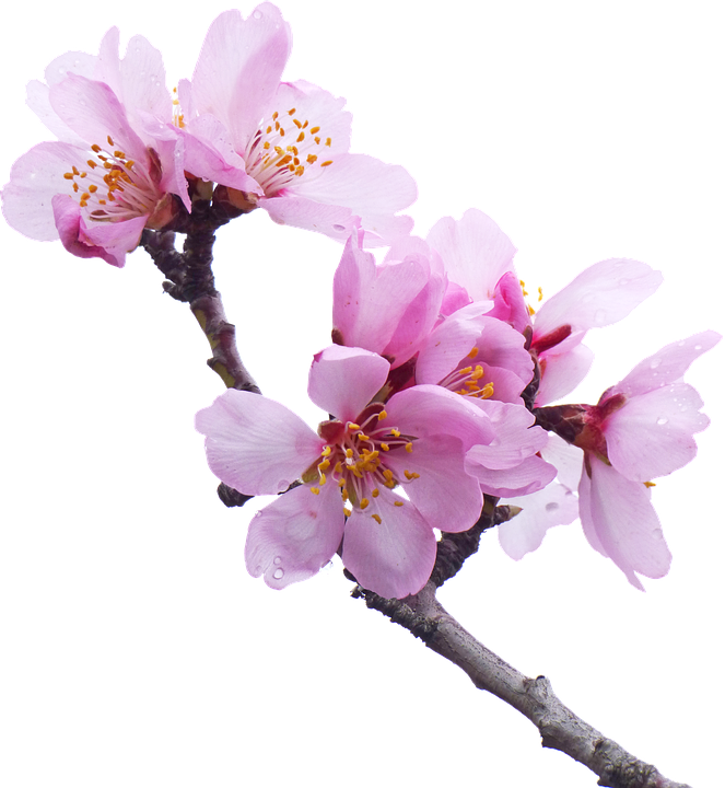 Png Cherry Blossoms (663x720), Png Download