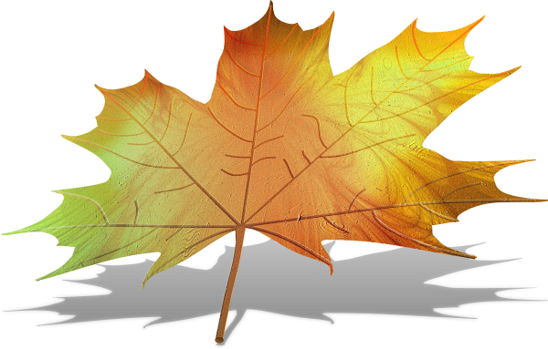 Maple Leaf (600x383), Png Download