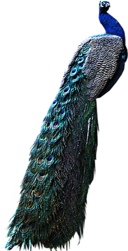 Peacocks Png (255x500), Png Download