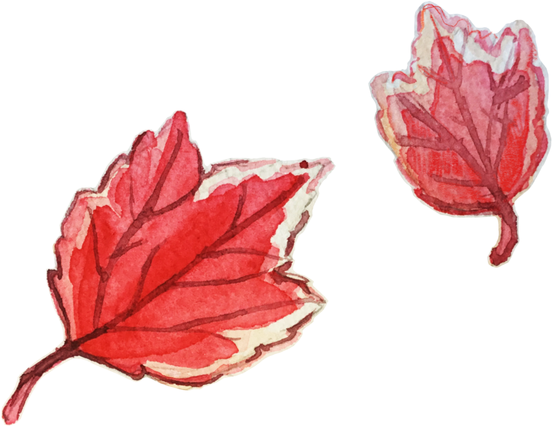 Here Are Some Watercolor Leaves For The Fall - Maple Leaf (1280x960), Png Download