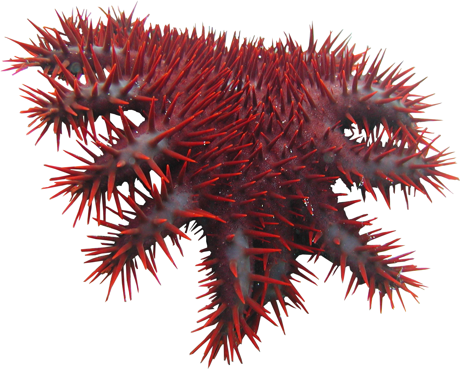 Crown Thorns Png - Crown Of Thorns Starfish Png (2048x1536), Png Download
