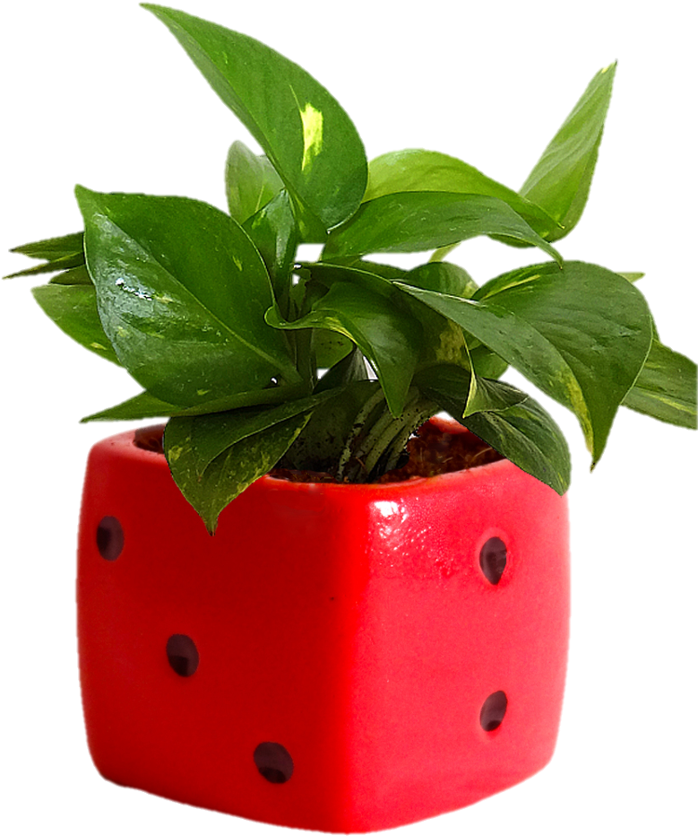 Indoor Plants Png (844x1125), Png Download