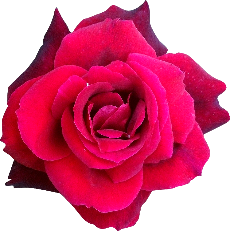 Thumb Image - Hybrid Tea Rose (749x750), Png Download