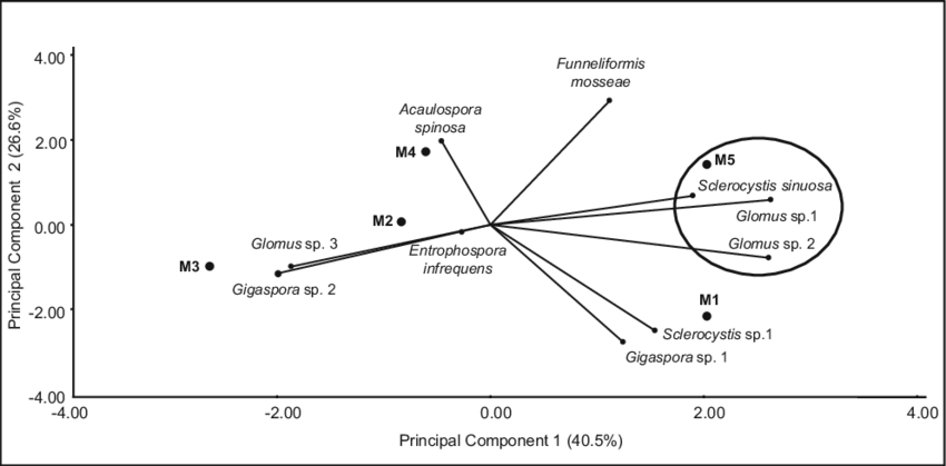5 Principal Component Analysis Of Amf Species In The - Species (850x419), Png Download