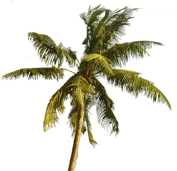 Azymuth Brazil - Palms Slim Samsung Galaxy S8 Case By Ruifaria (600x589), Png Download