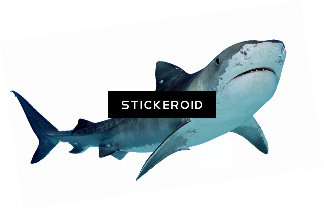 San Jose Sharks Official Logo - Haifisch-kundgebung Stoff Serviette (1078x699), Png Download