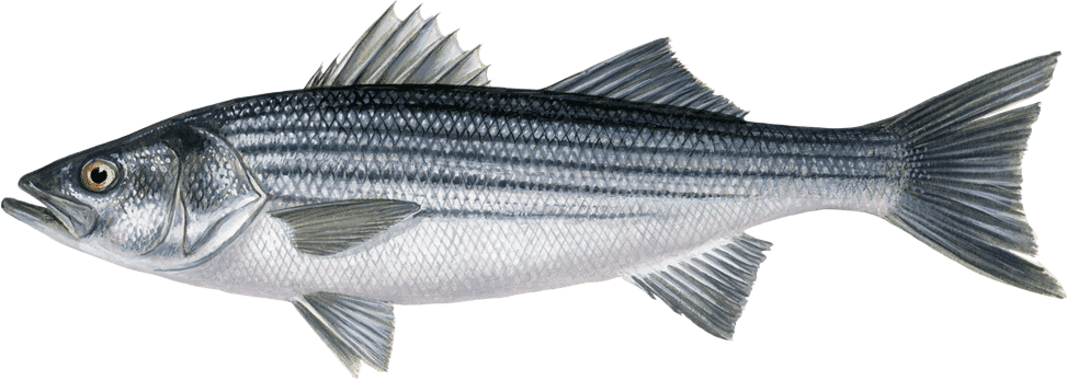 Striped Bass Morone Saxatilis Sw - Santa Monica Seafood Market & Café (973x347), Png Download