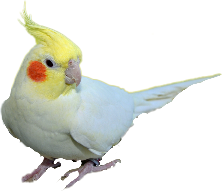 Cockatiel Transparent Background (740x639), Png Download