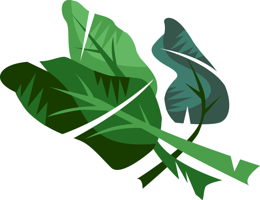 Vector Illustration Of Edible Vegetable Leaf Plant - Vector Graphics (908x700), Png Download