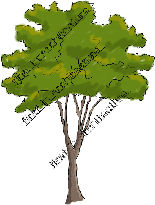 Sketchy Trees Png Clip Art Free Download - Trees Sketch For Elevation (598x800), Png Download