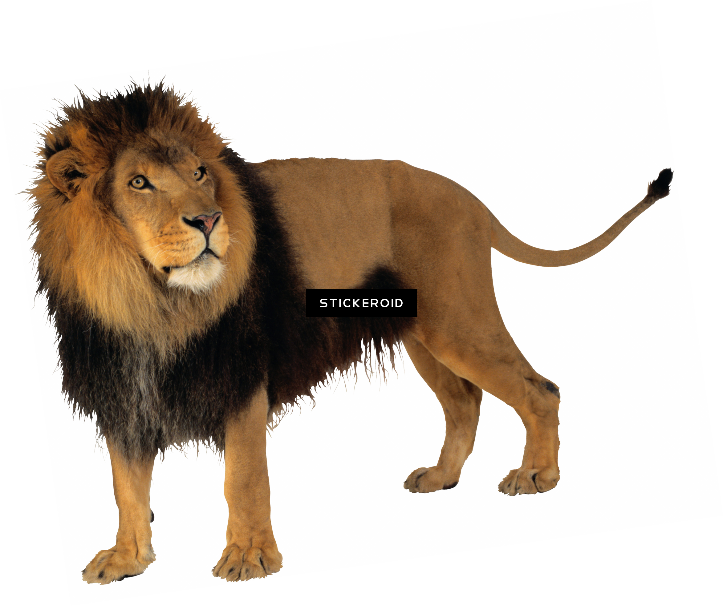 Lion - Full Hd Lion Png (2347x1968), Png Download