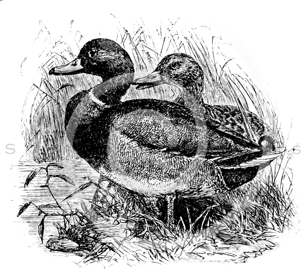 Cz Wild Mallard Ducks Male Female 1887 066-x2 - Vintage Wild Mallard Ducks Personalized Template Bracelet, (1074x960), Png Download