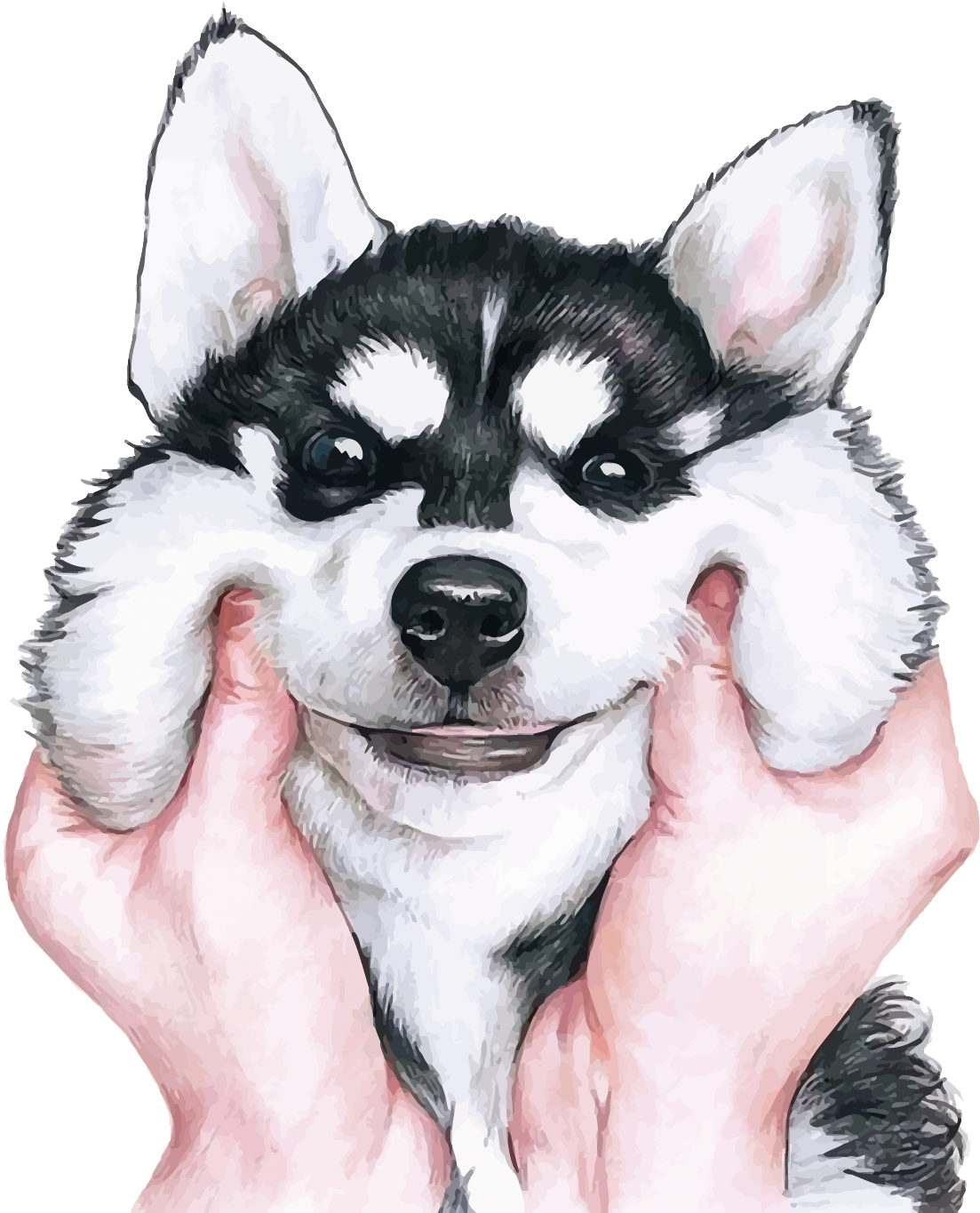 Siberian Husky Wallpaper (1187x1500), Png Download