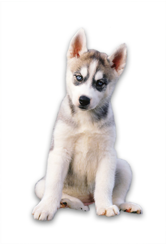 Husky Png Transparent Photo - Husky Puppy Png (500x500), Png Download