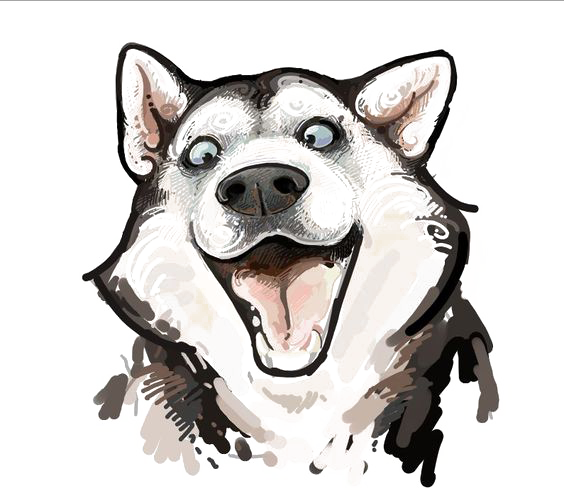 Siberian Husky Alaskan Malamute Chow Chow Puppy Drawing - Free Shipping Happy Dog, Crazy Husky , Pin Animal, (564x493), Png Download