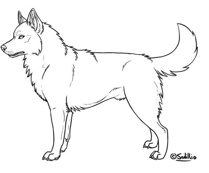 Free Siberian Husky Lineart By Sedillo - Siberian Husky Color Sheets (800x608), Png Download
