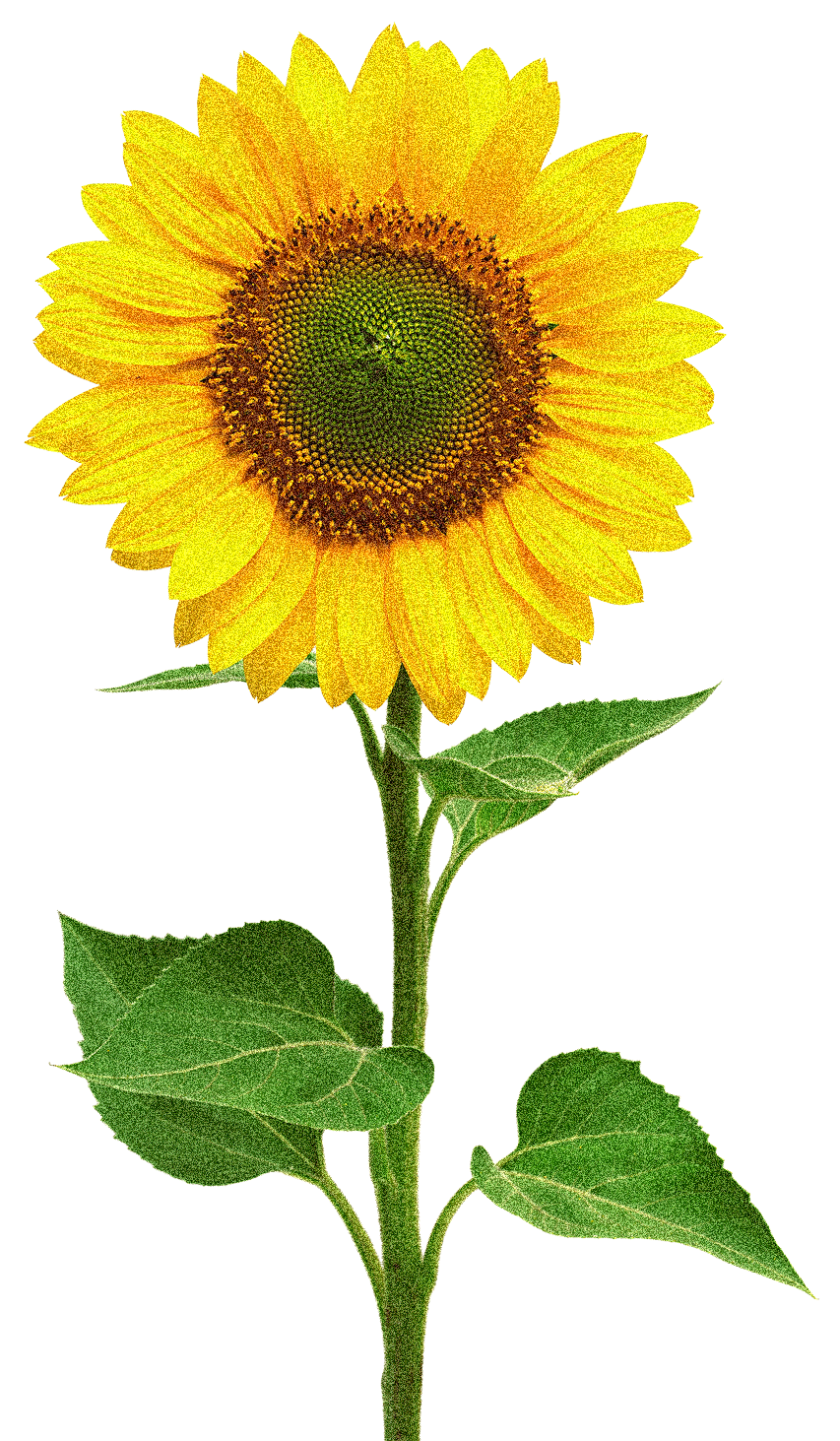 Image - Beautiful Sunflower - White Case - Iphone 7 (853x1463), Png Download