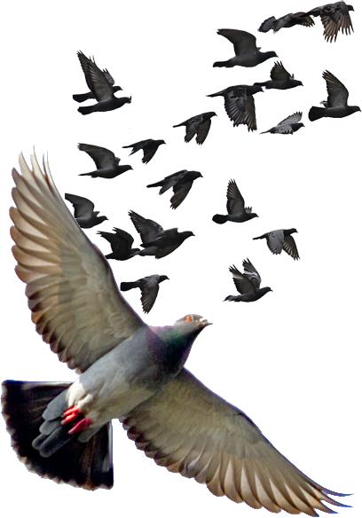 Pigeon Png Photos - Pigeon Fly Png Hd (408x584), Png Download