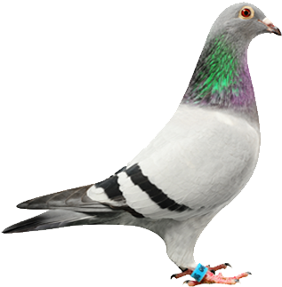 Our Pigeons - Duif (420x420), Png Download