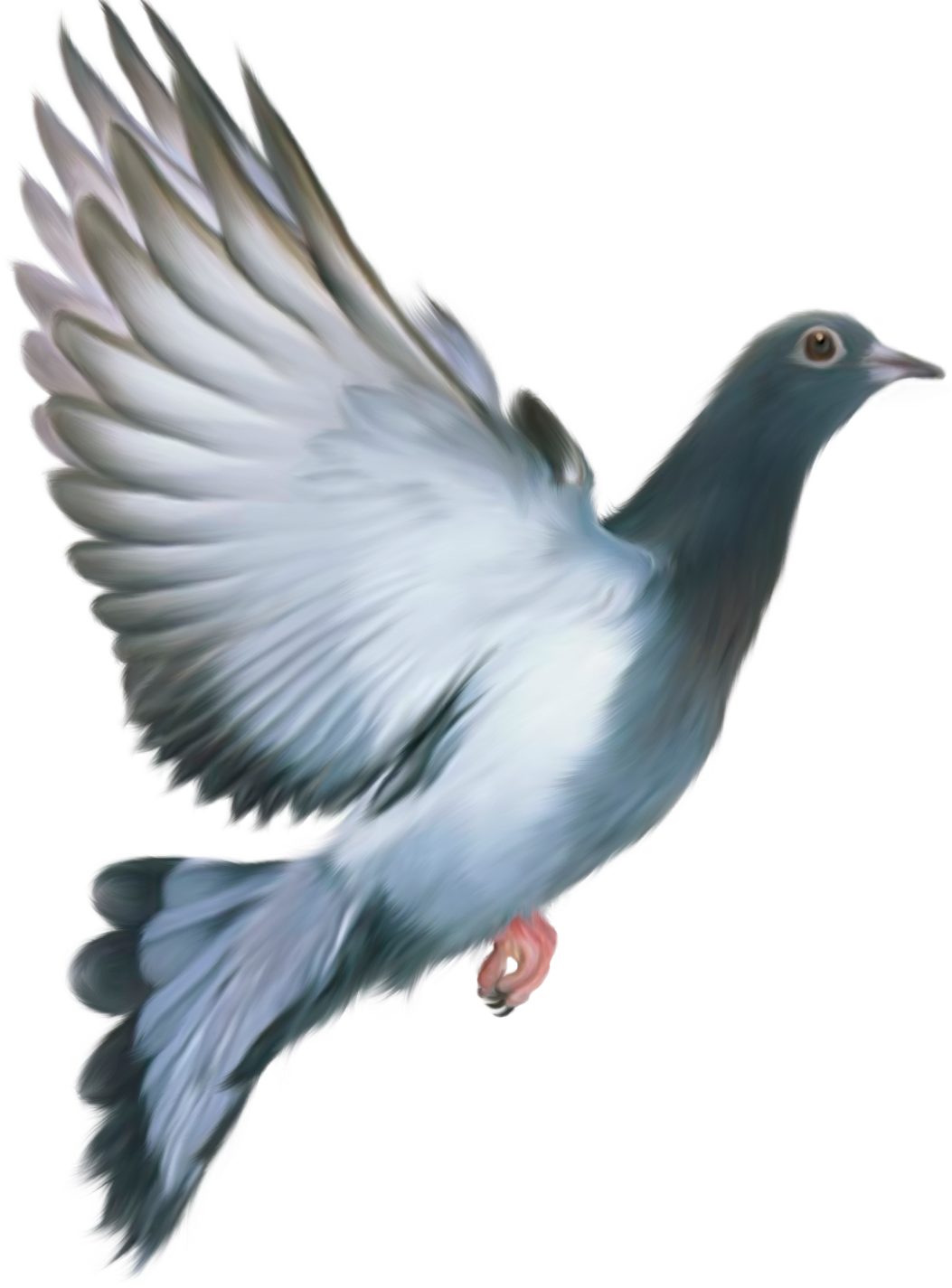 Pigeon Png (1053x1425), Png Download