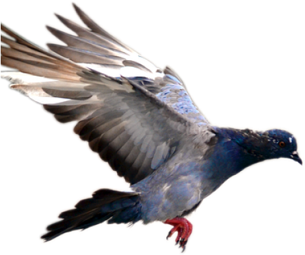 Pigeonflying (640x480), Png Download