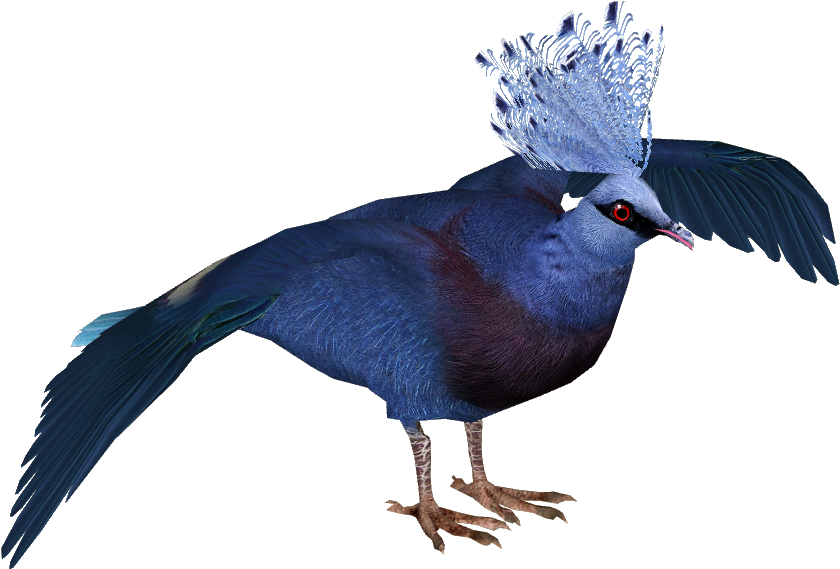 Victoria Crowned Pigeon - Victoria Crowned Pigeon Png (839x839), Png Download