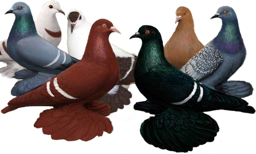 Fancy pigeon photo download free