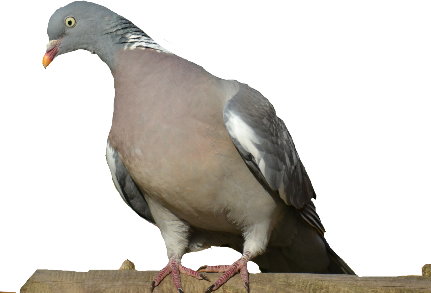 Scrap Digital (1500x1040), Png Download