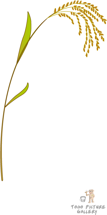 Rice (355x714), Png Download