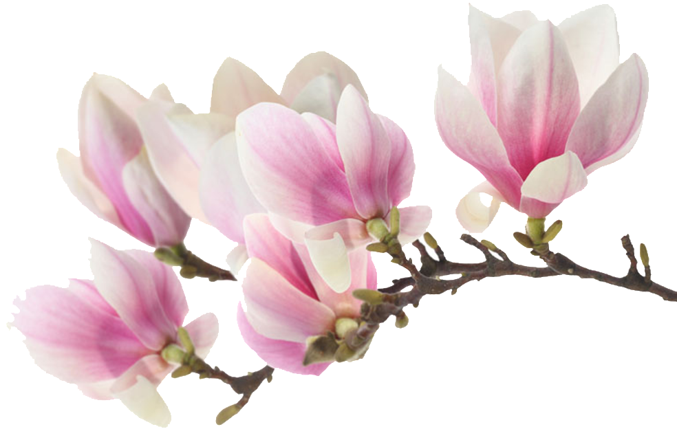 Peach Flower Hd Png - Fashion Women Jewelry Butterfly Drop Dangle Crystal (1024x1024), Png Download