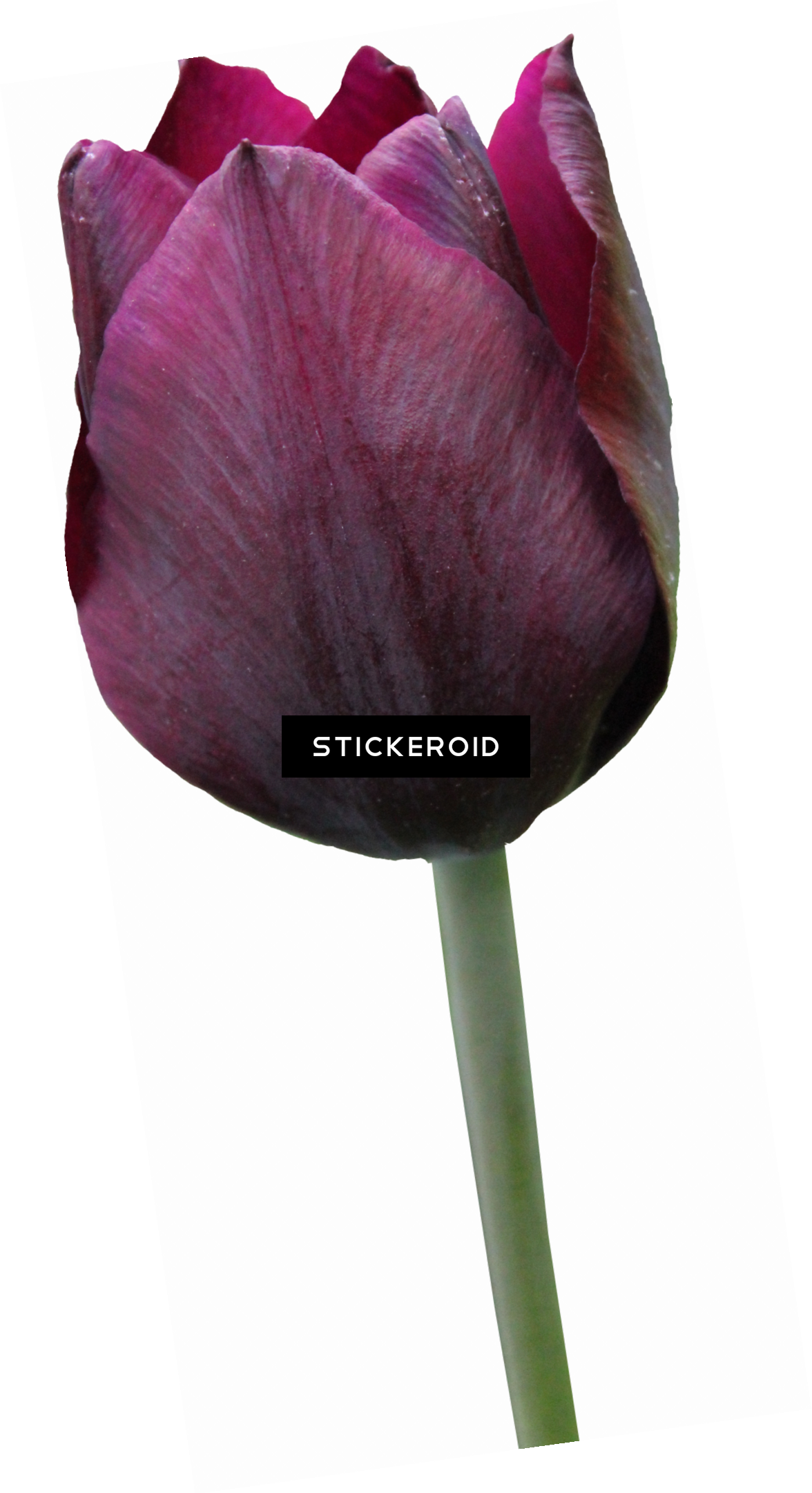 Yellow Tulips Flowers Tulip (1176x2162), Png Download