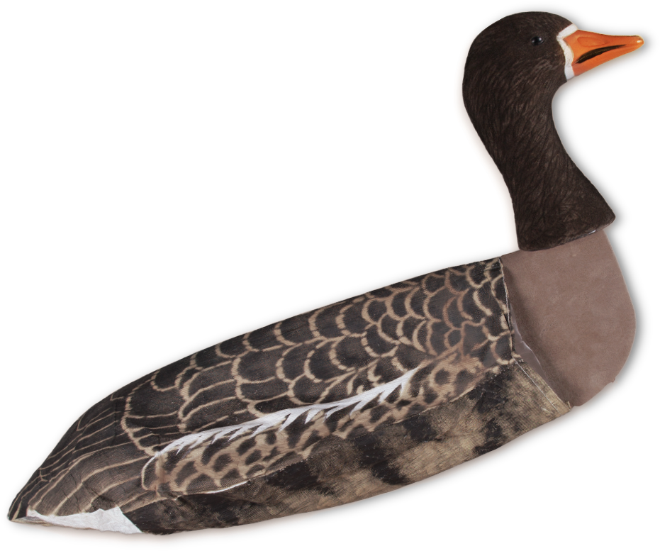 Loon (1000x1000), Png Download