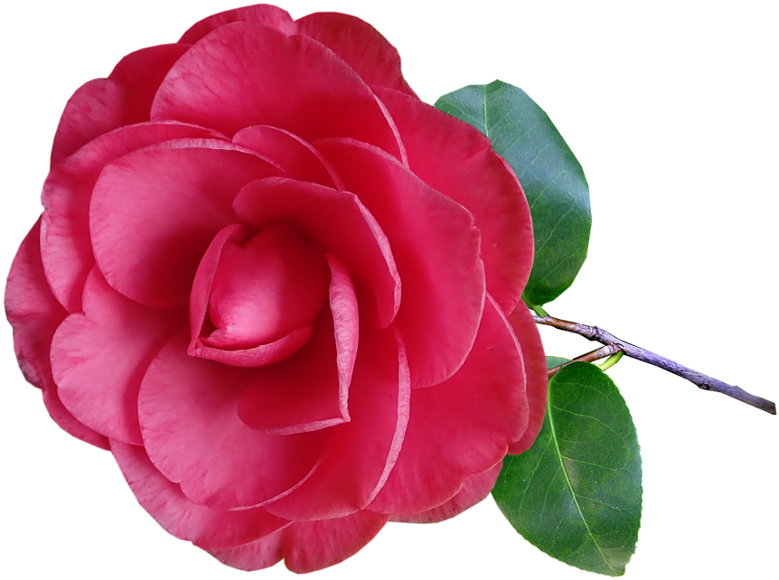 Camellia, Flower, Stem, Pink, Garden, Nature - Camellia (946x720), Png Download