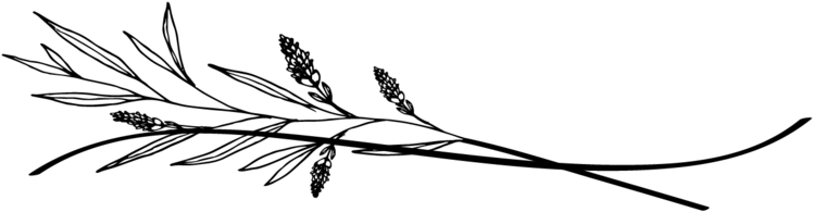 Olive Leaf Png (1000x405), Png Download